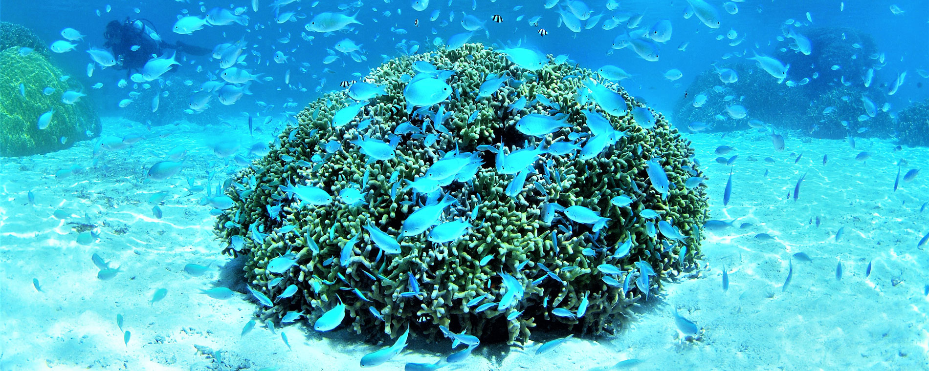 エコストアパパラギ